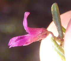 Indigofera pappei