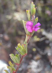Indigofera pappei