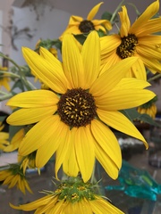 Helianthus californicus