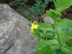 Osteospermum grandidentatum
