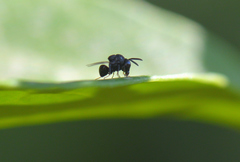 Perilampus minutalis