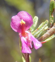 Indigofera pappei