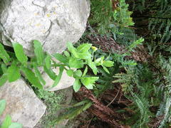 Osteospermum grandidentatum