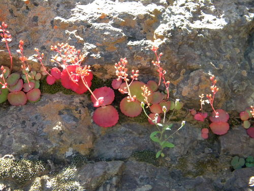 Image of Fairybell Stonecrop (Crassula umbella) by no rights reserved
