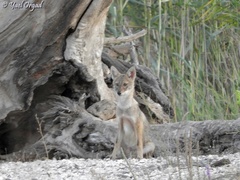 Canis aureus syriacus