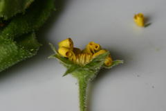 Osteospermum grandidentatum