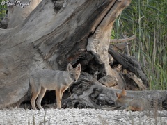 Canis aureus syriacus