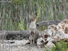 Canis aureus syriacus