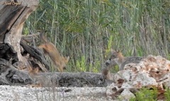 Canis aureus syriacus