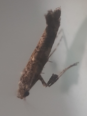 Gracillaria syringella