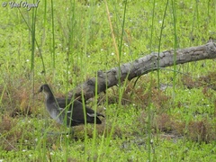 Gallinula chloropus