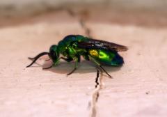 Chrysis lincea
