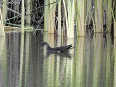 Gallinula chloropus