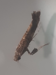 Gracillaria syringella