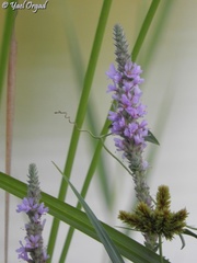 Lythrum salicaria