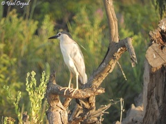 Nycticorax nycticorax