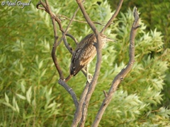 Nycticorax nycticorax