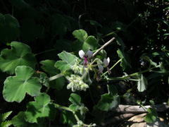 Pelargonium tomentosum