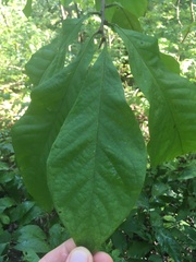 Asimina triloba