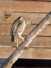 Nycticorax nycticorax