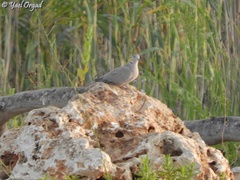 Streptopelia decaocto