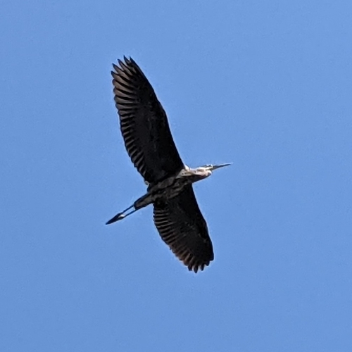 Great Blue Heron photographed in West Virginia