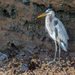Galápagos Great Blue Heron - Photo (c) John D Reynolds, some rights reserved (CC BY-NC), uploaded by John D Reynolds