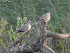 Streptopelia decaocto