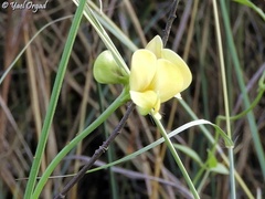 Vigna luteola