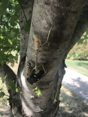 Stagmomantis carolina