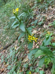Solidago virgaurea taurica