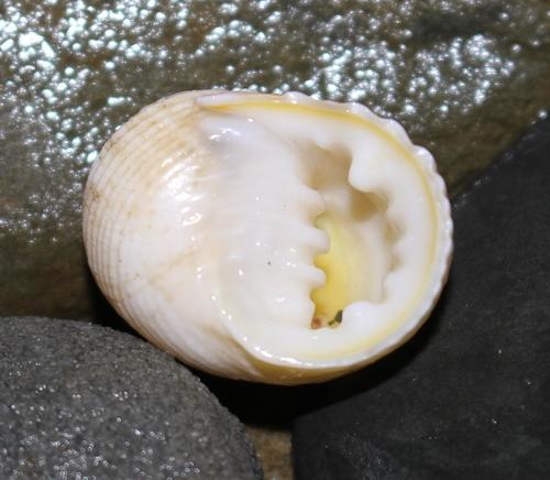 Pleated Nerite