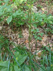 Platanthera chlorantha