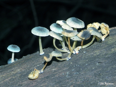 Mycena cyanocephala