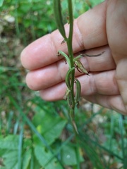 Platanthera chlorantha