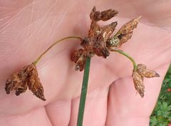 Schoenoplectus litoralis