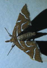 Panotima angularis