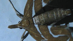Panotima angularis