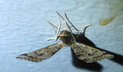 Panotima angularis