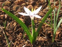 Hesperantha luticola