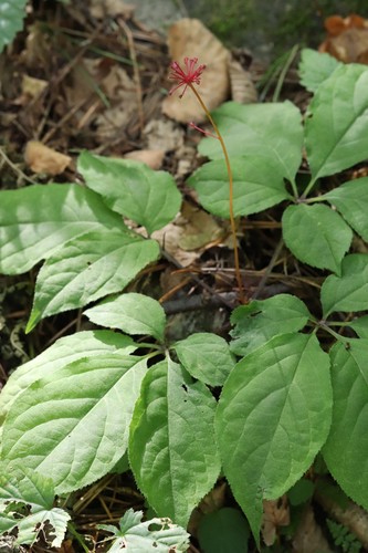 Panax ginseng, photograph 4