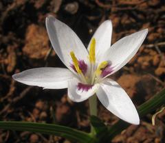 Hesperantha luticola