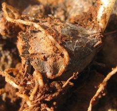 Hesperantha luticola