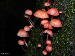 Mycena haematopus