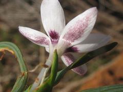 Hesperantha luticola