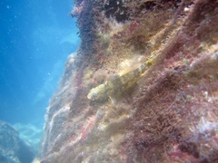 Bathygobius lineatus