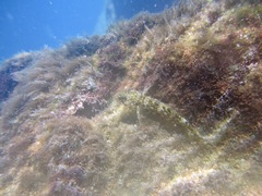 Bathygobius lineatus