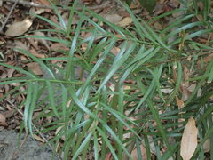 Afrocarpus gracilior