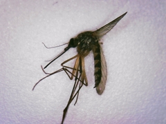Aedes trivittatus