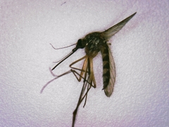 Aedes trivittatus